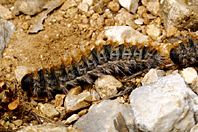 Thaumetopoea pityocampa Thaumetopoea pityocampa